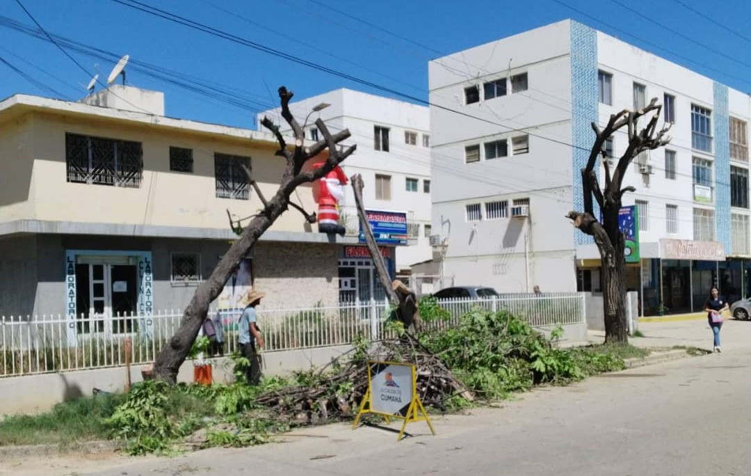 Es alarmante la deforestación urbana de la ciudad impulsada por la alcaldía