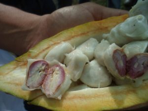 Cacao de Sucre