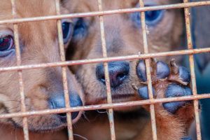 Denuncian incremento de casos de crueldad animal en Anzoátegui