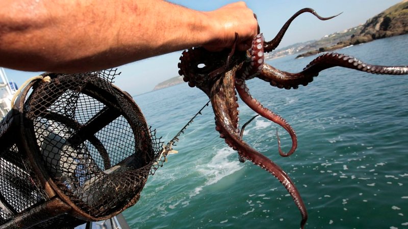 Veda del pulpo en Nueva Esparta