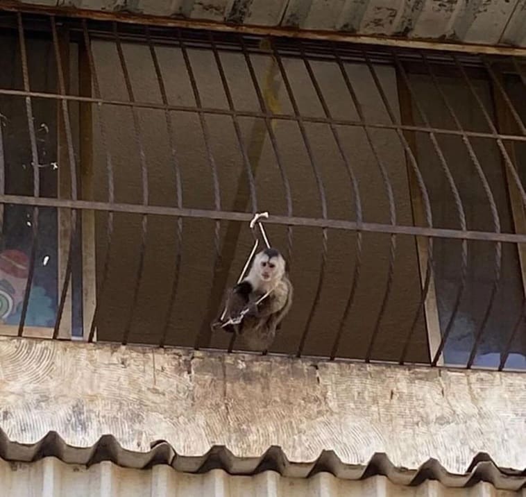 Maltrato animal en Cumaná