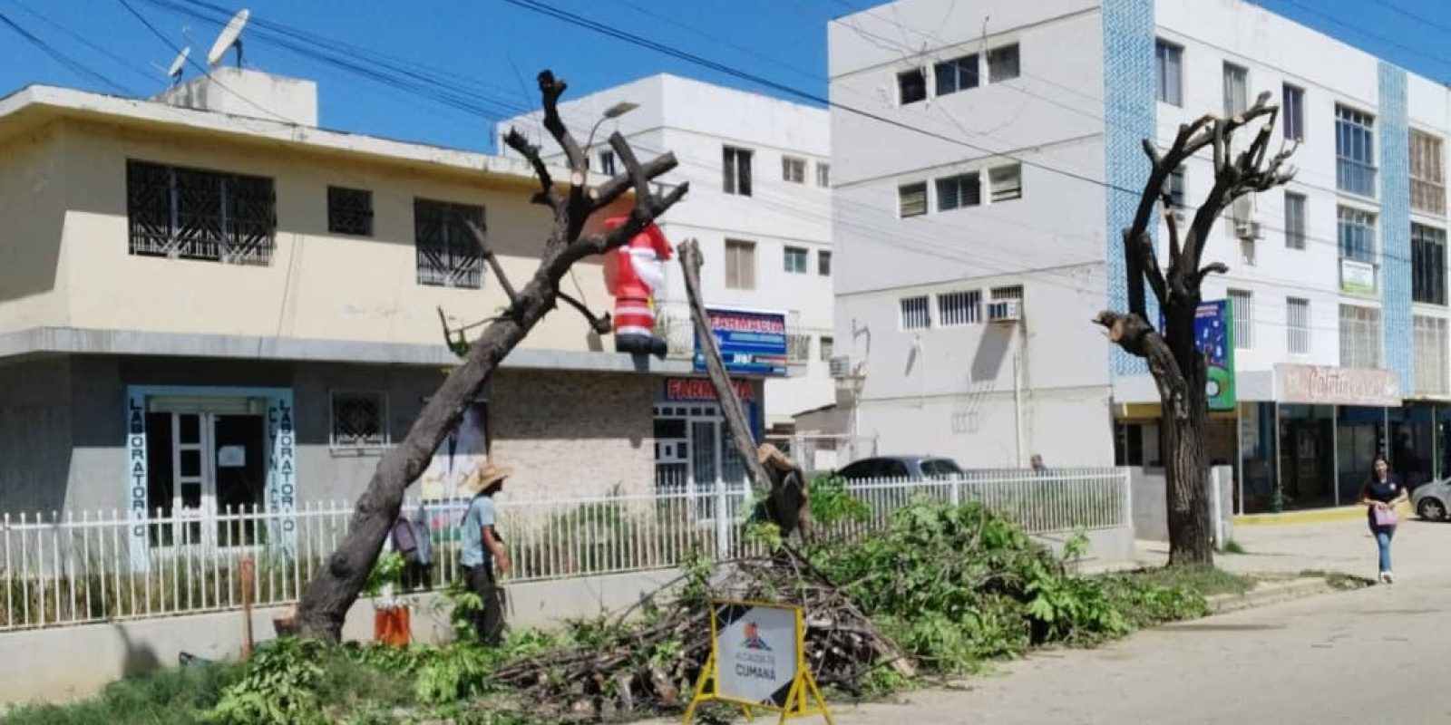Es alarmante la deforestación urbana de la ciudad impulsada por la alcaldía