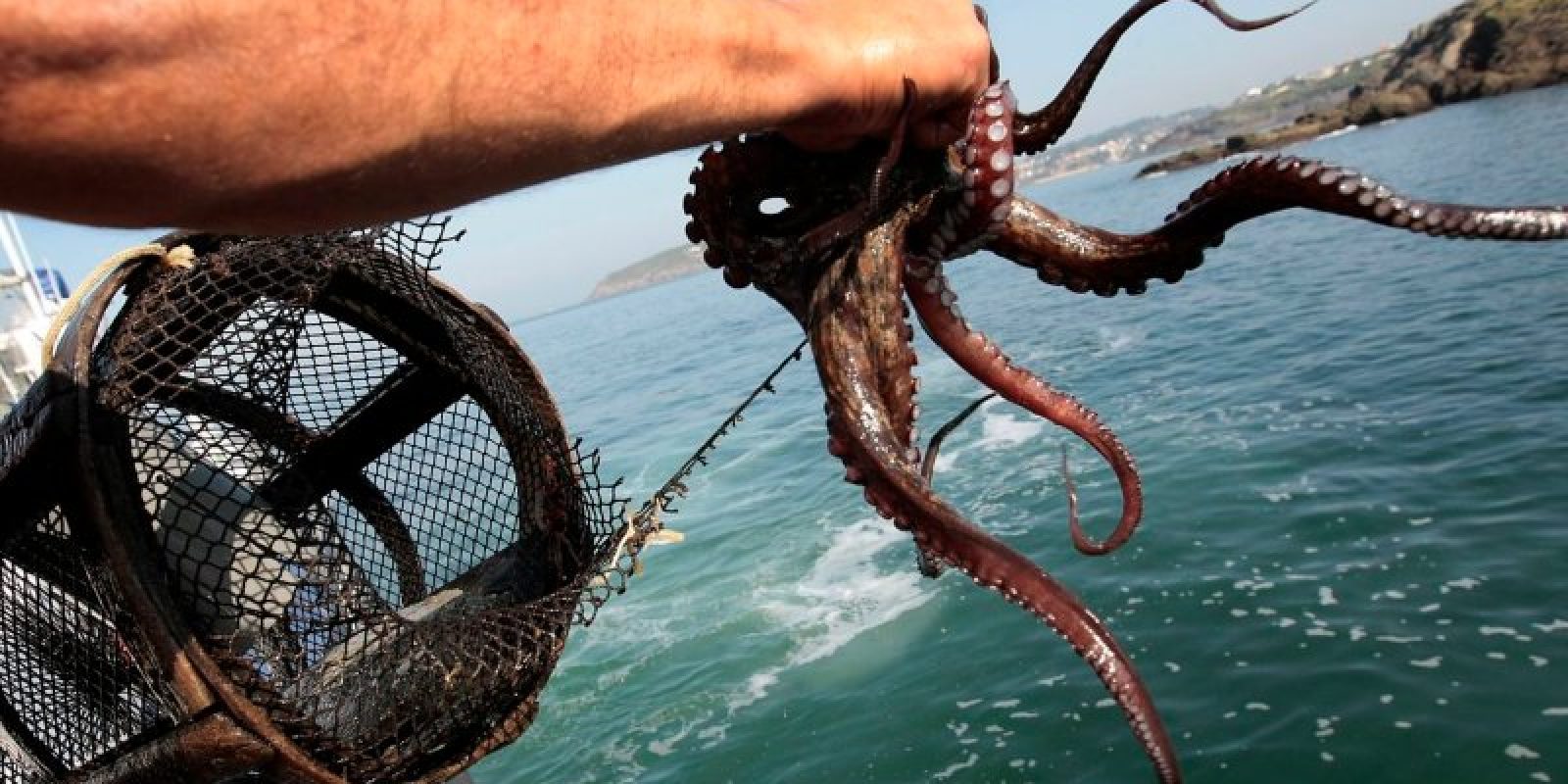 Veda del pulpo en Nueva Esparta