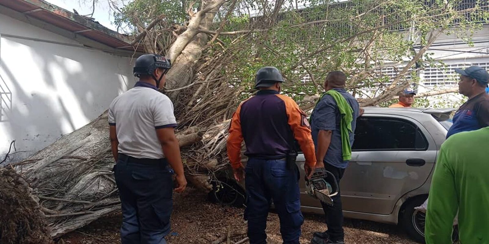 Fuertes-lluvias-causo-la-caida-de-mas-de-cinco-arboles-en-Maturin22