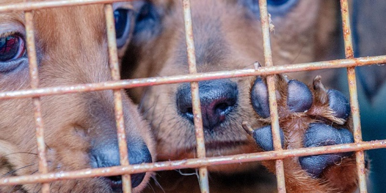 Denuncian incremento de casos de crueldad animal en Anzoátegui